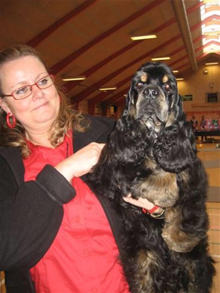Amerikansk cocker spaniel "Baby" billede 3