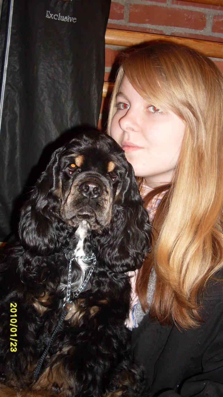 Amerikansk cocker spaniel "Baby" - Baby & Helena billede 4