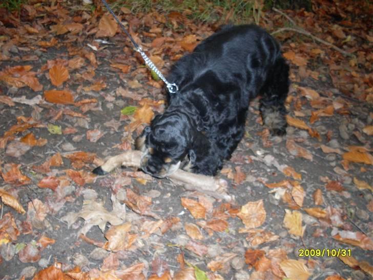 Amerikansk cocker spaniel "Baby" - "Hov her ligger lige et rådyr ben ! Den snupper jeg! !" billede 5