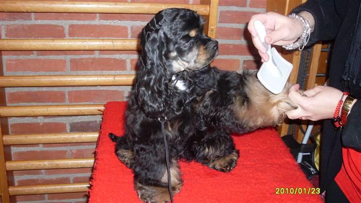 Amerikansk cocker spaniel "Baby" billede 6