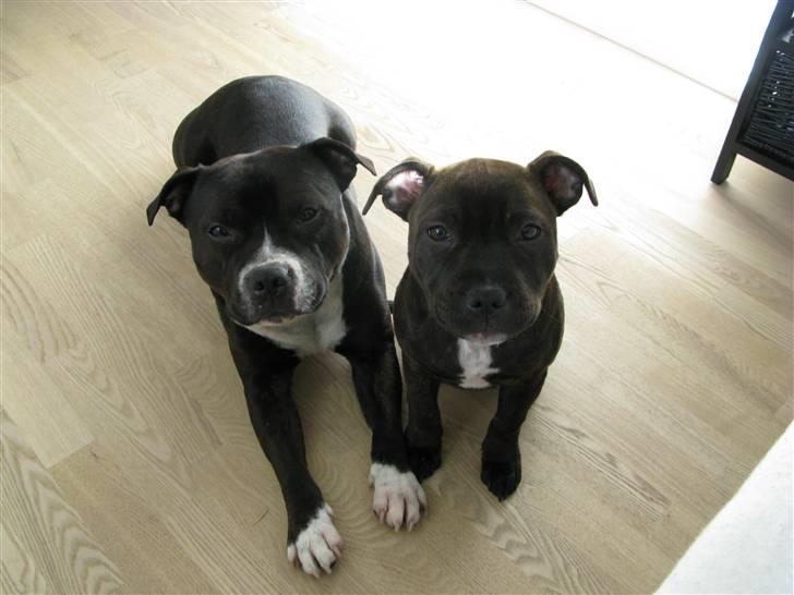 Staffordshire bull terrier Wenk Staffs Princess Coya - Coya og "bror" Andy den 24. maj 2010 billede 13