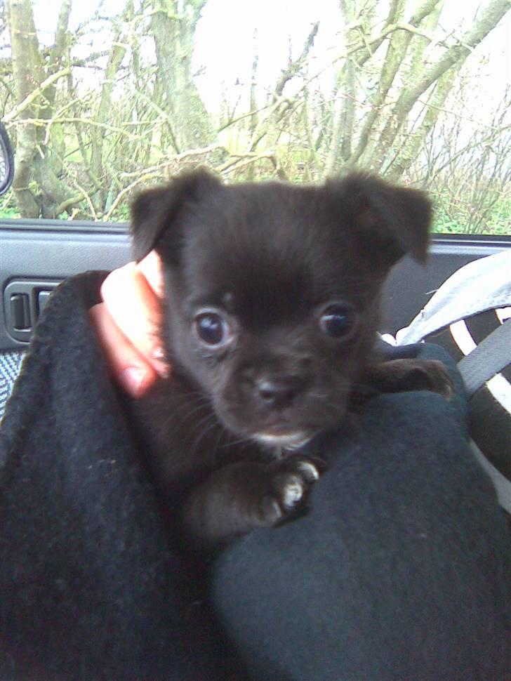 Blanding af racer Aya - SÅÅÅÅ sød billede 1