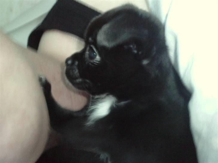 Blanding af racer Aya - Hidsig, men kærlig billede 2