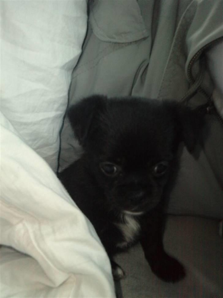 Blanding af racer Aya billede 3