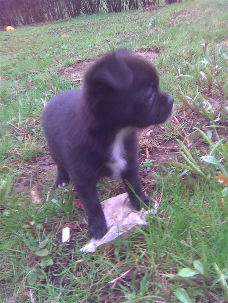 Blanding af racer Aya - Aya hygger i haven billede 5