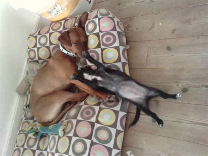 Blanding af racer Aya - Selvom man er en lille hund kan man godt brede sig :) billede 6