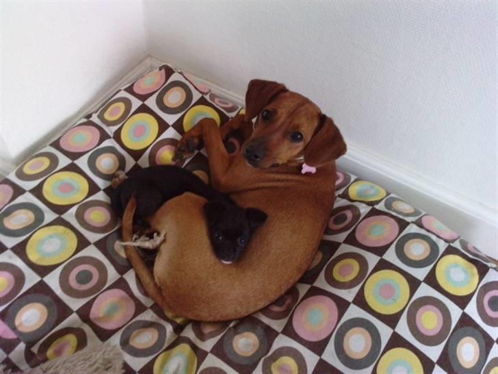 Blanding af racer Aya - Aya elsker at putte med søster Bella billede 7