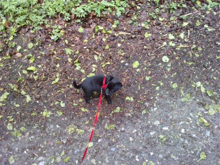 Blanding af racer Aya - Aya på sin første skovtur billede 8