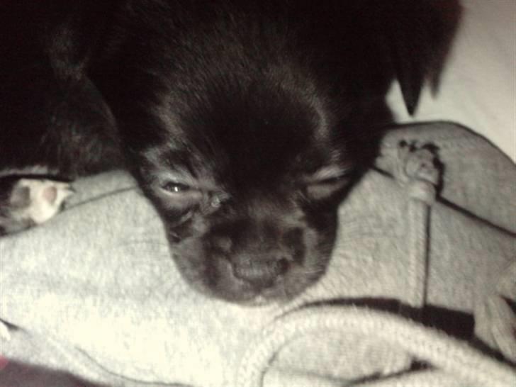 Blanding af racer Aya - Man kan godt blive træt af alt det legeri billede 9