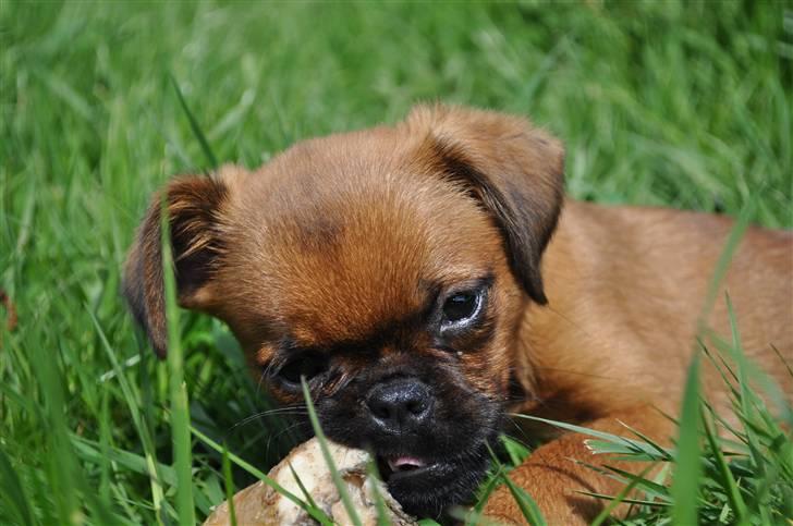 Griffon petit brabancon Fie billede 2