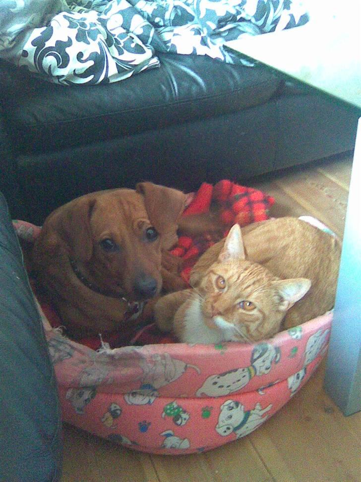 Blanding af racer Bella billede 7