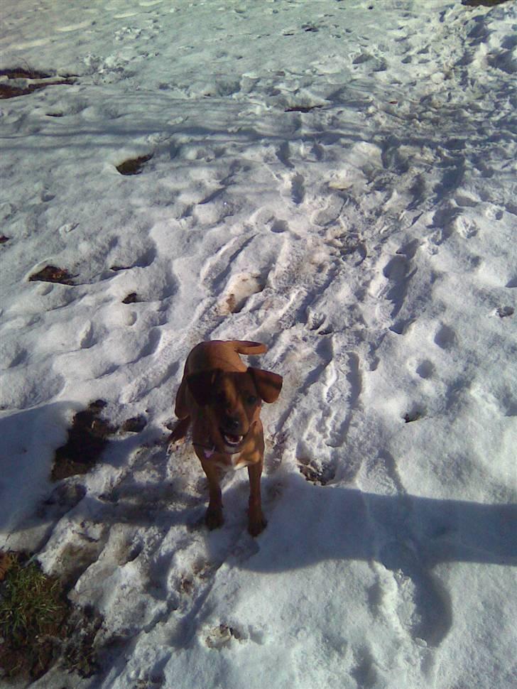 Blanding af racer Bella billede 8