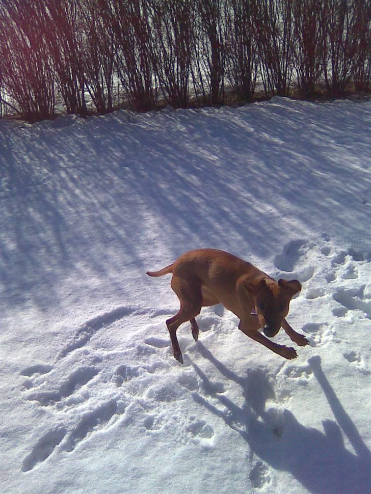 Blanding af racer Bella billede 9