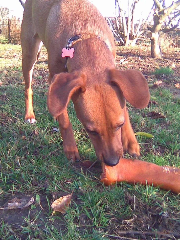 Blanding af racer Bella billede 10