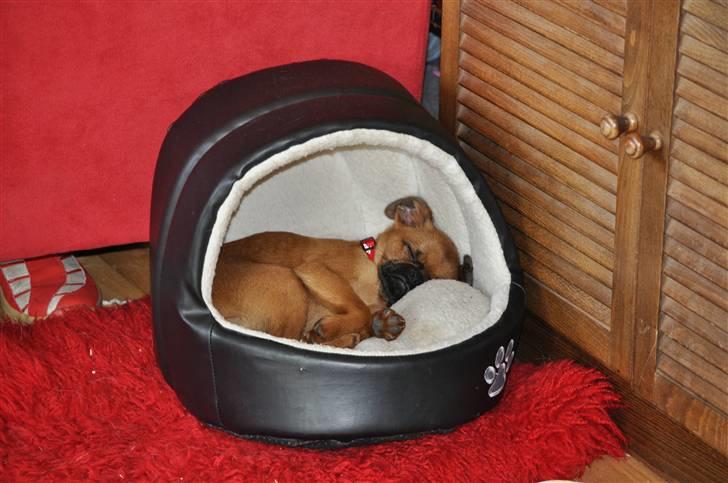 Griffon petit brabancon Fie billede 8