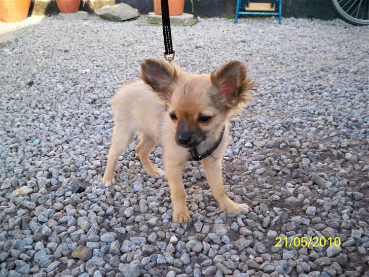 Chihuahua Hans SOLGT billede 1