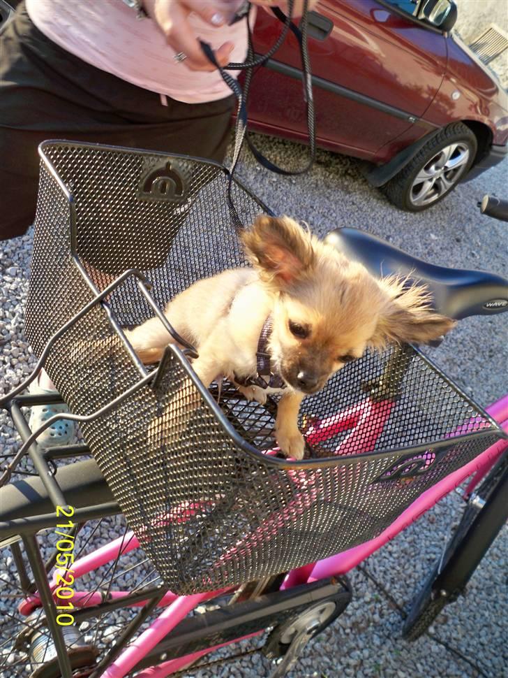 Chihuahua Hans SOLGT billede 2