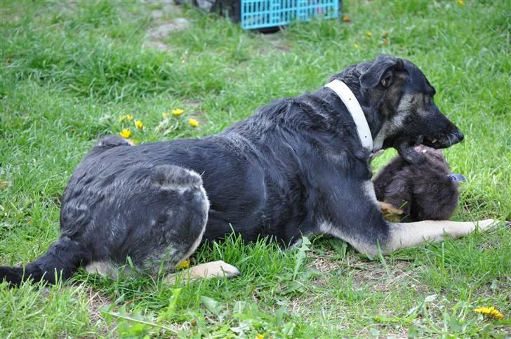 Blanding af racer Milan billede 18