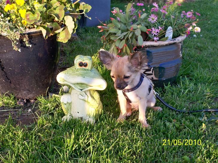 Chihuahua Hans SOLGT billede 3