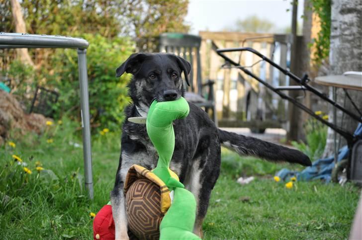 Blanding af racer Milan billede 19