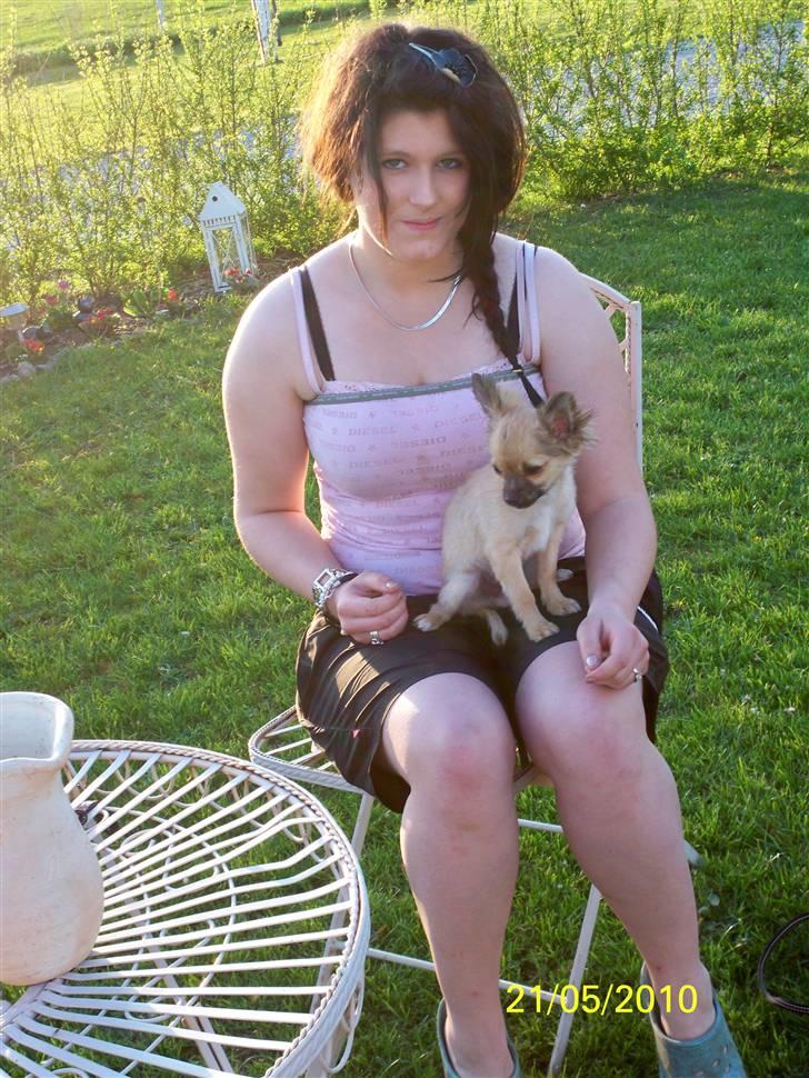 Chihuahua Hans SOLGT billede 4