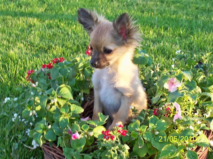 Chihuahua Hans SOLGT billede 5