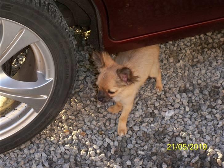 Chihuahua Hans SOLGT billede 6