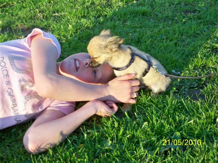 Chihuahua Hans SOLGT billede 7