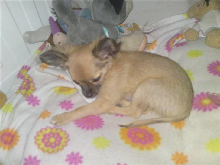 Chihuahua Hans SOLGT billede 8