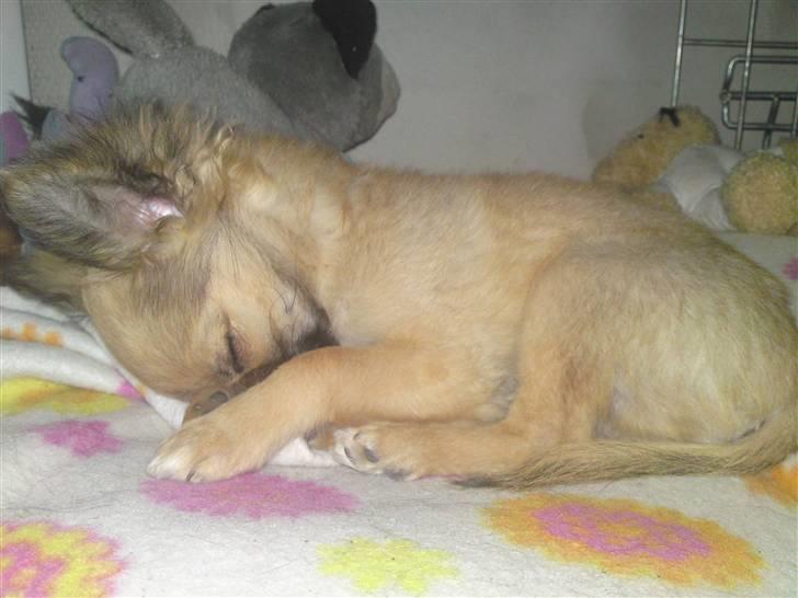 Chihuahua Hans SOLGT billede 9