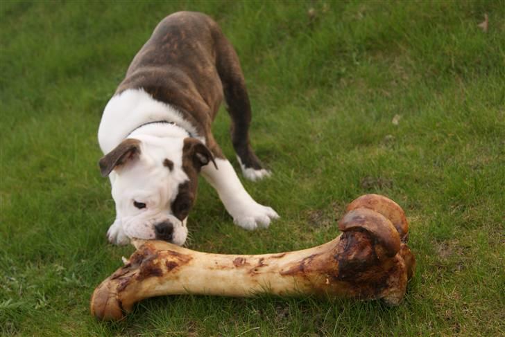 Olde english bulldogge Tago billede 10
