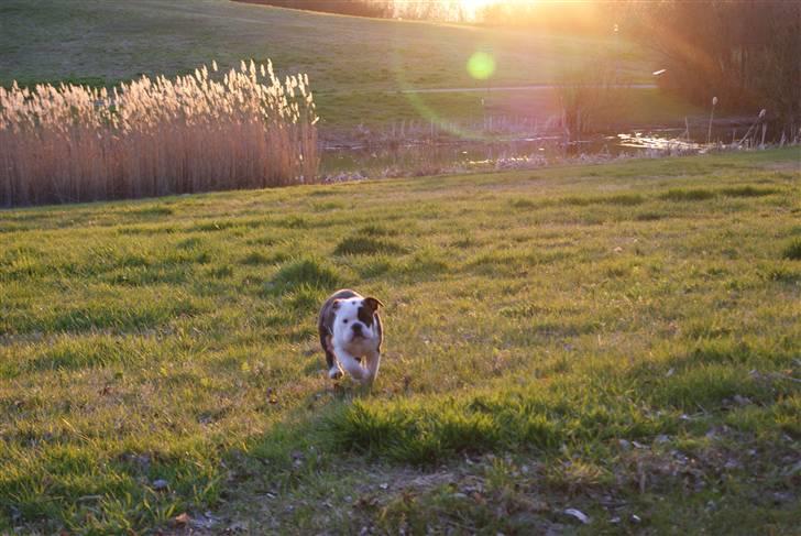 Olde english bulldogge Tago billede 11