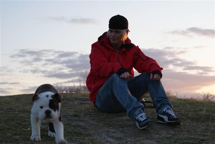 Olde english bulldogge Tago billede 12