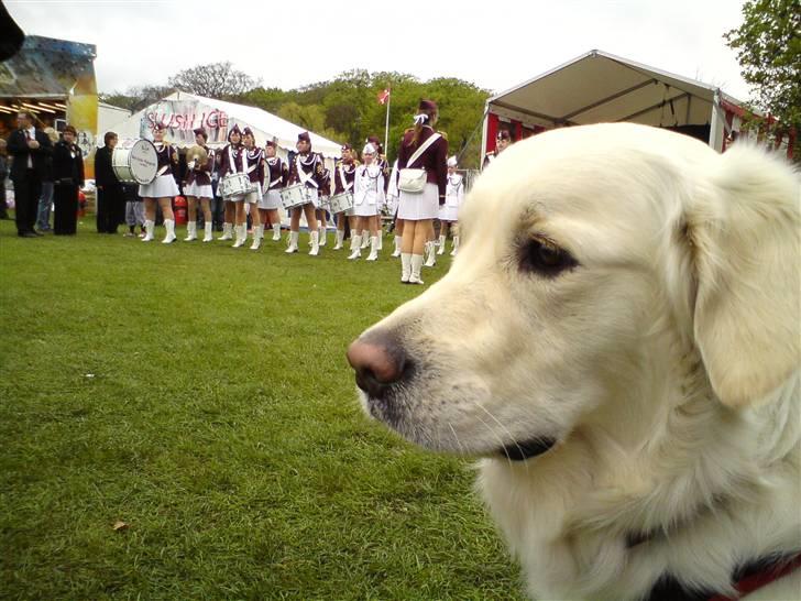 Golden retriever Felix billede 12