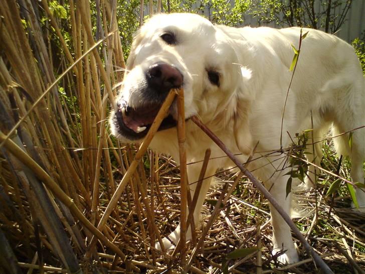 Golden retriever Felix billede 13