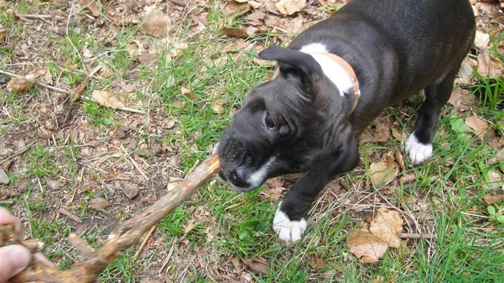 Staffordshire bull terrier Staff Royals Gossip Girl billede 13