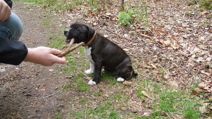 Staffordshire bull terrier Staff Royals Gossip Girl billede 14