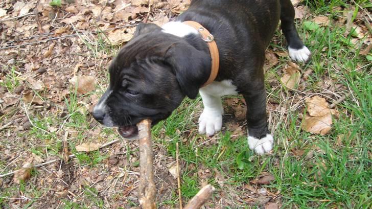 Staffordshire bull terrier Staff Royals Gossip Girl billede 15