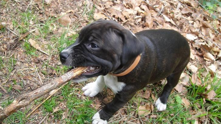 Staffordshire bull terrier Staff Royals Gossip Girl billede 16