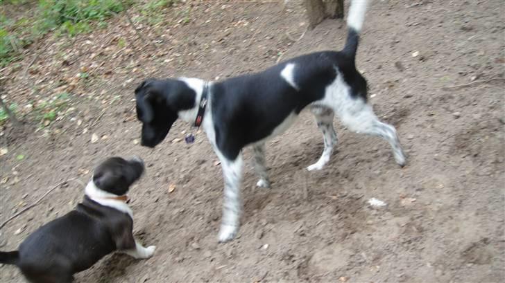 Staffordshire bull terrier Staff Royals Gossip Girl billede 17