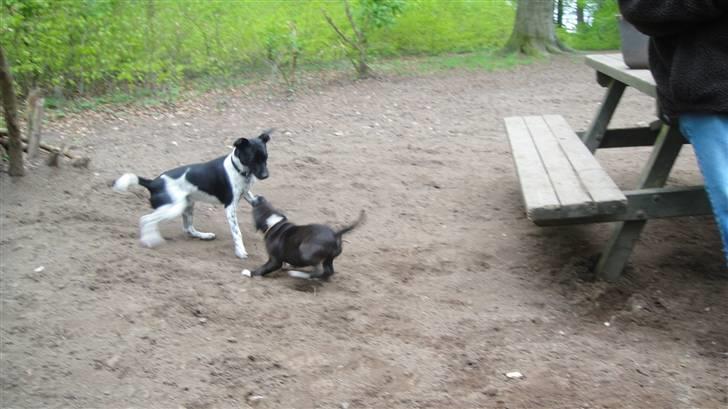 Staffordshire bull terrier Staff Royals Gossip Girl billede 18