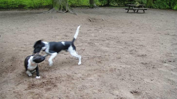 Staffordshire bull terrier Staff Royals Gossip Girl billede 19