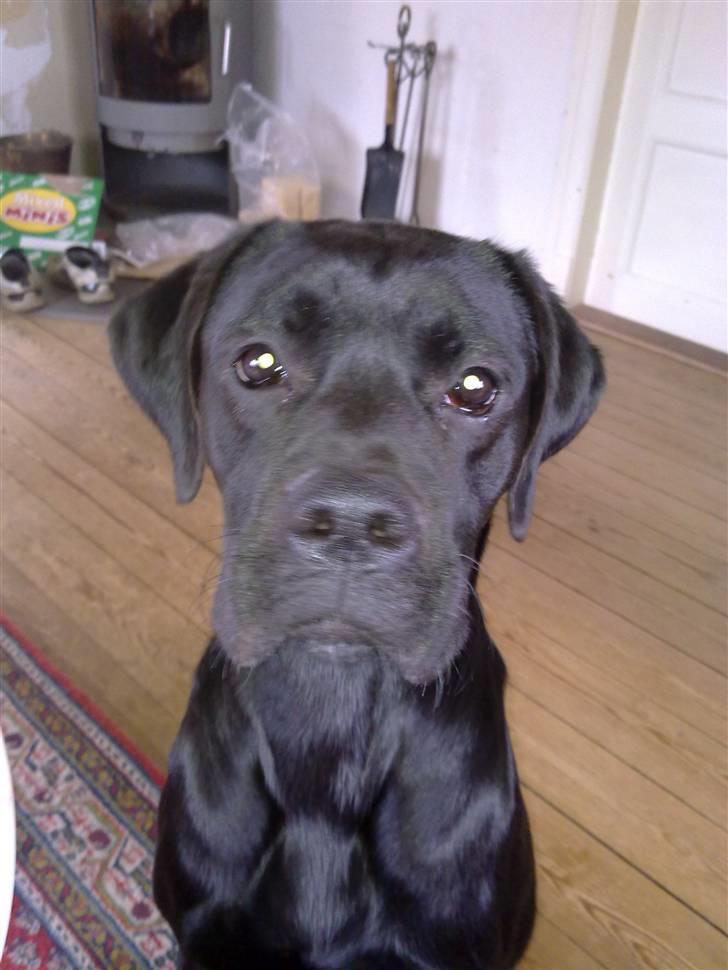 Blanding af racer Kira - Hej.. jeg hedder Kira :D billede 1