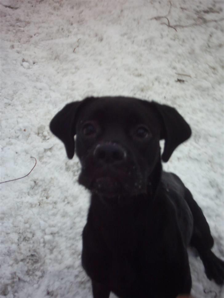 Blanding af racer Kira billede 2