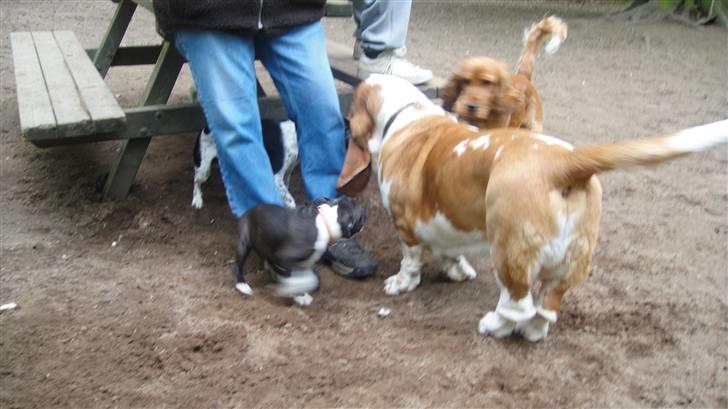 Staffordshire bull terrier Staff Royals Gossip Girl billede 20