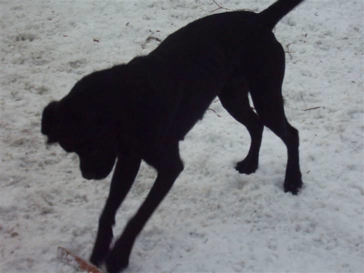 Blanding af racer Kira - er der en mus under pinden?? :D billede 3