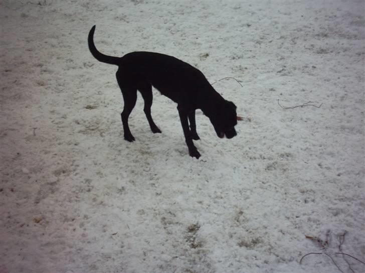 Blanding af racer Kira billede 4