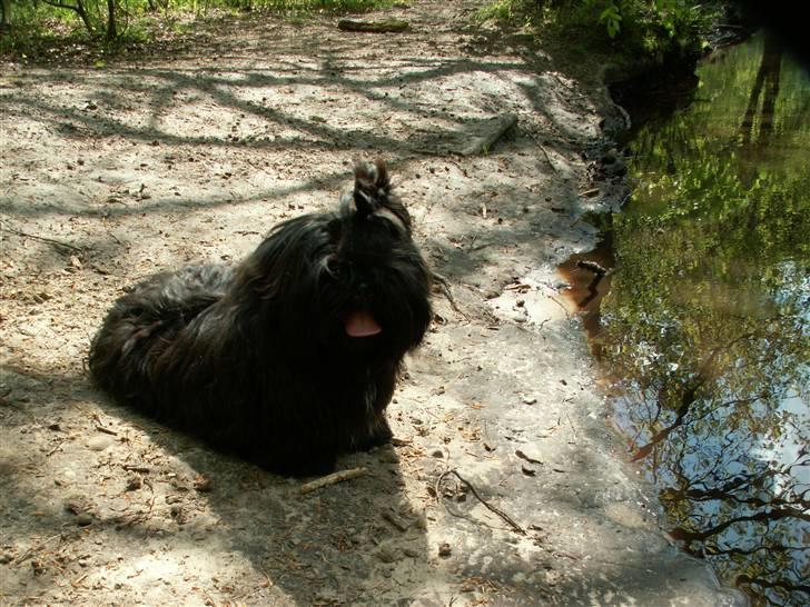 Shih tzu Raven aka DIVAEN.  - jeg spejler mig lige billede 8