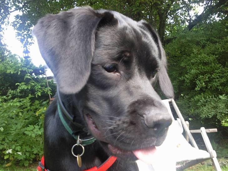 Blanding af racer Kira billede 5