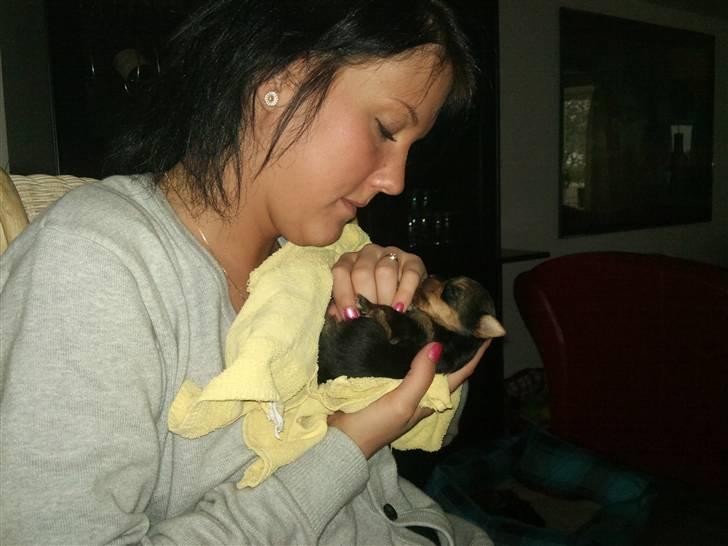 Yorkshire terrier Messi billede 1